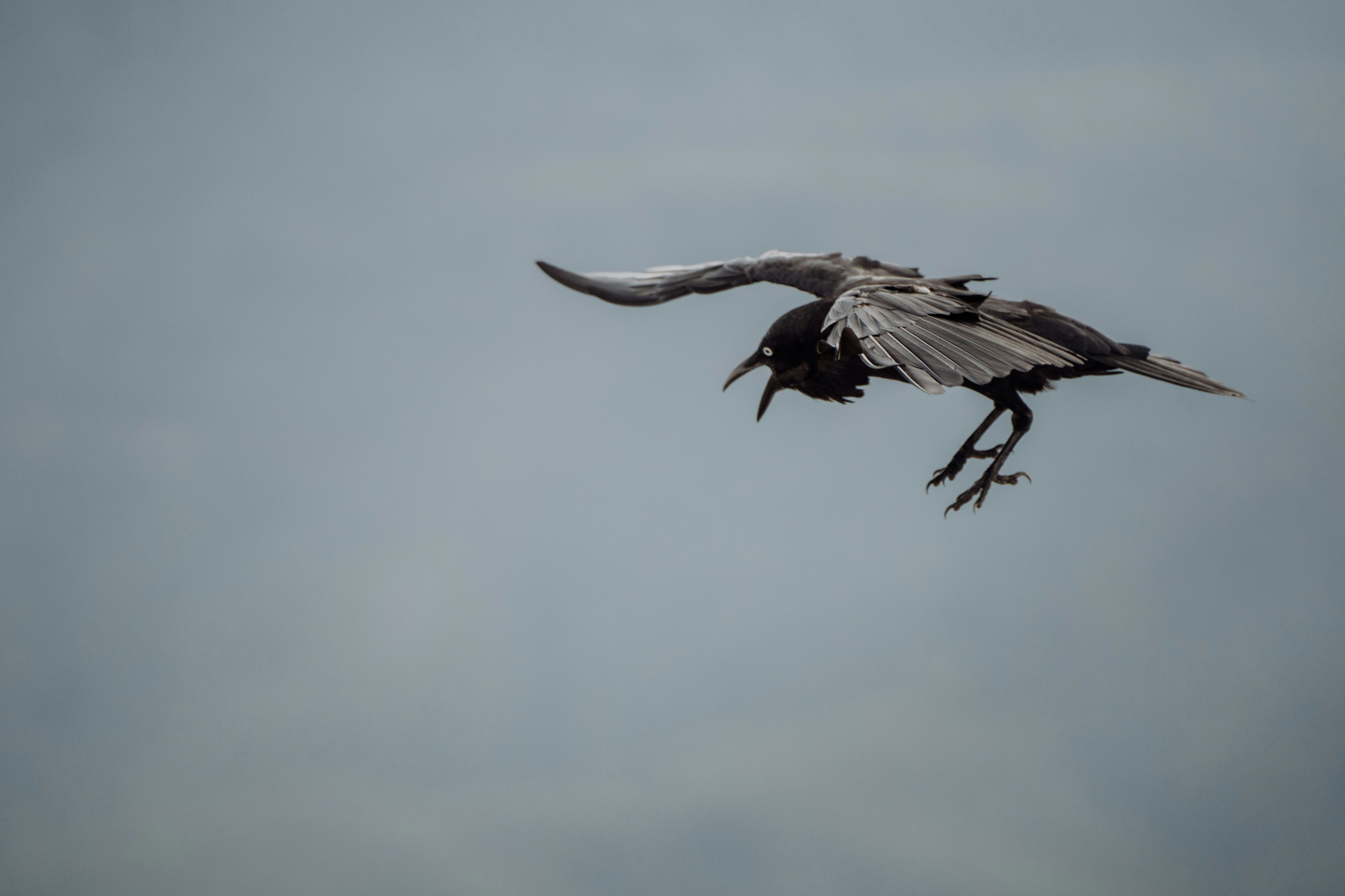 black and white bird flying